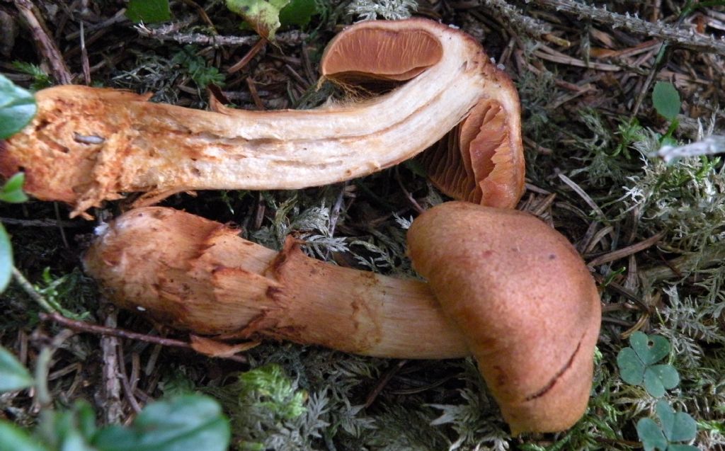 Bellissimo Cortinarius